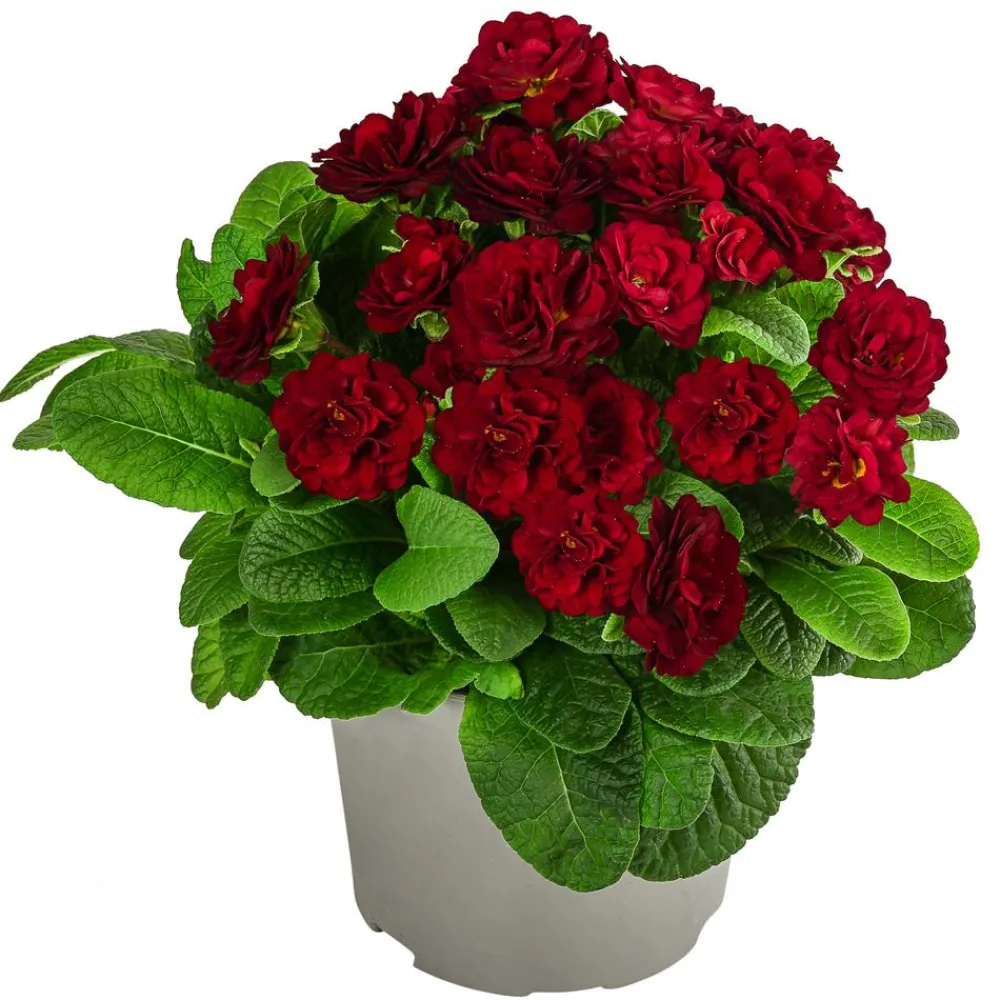 Dehner Grabschmuck & Grabgestaltung > Rosenprimel 'Belarina', verschiedene Farben