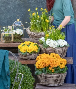Dehner Grabschmuck & Grabgestaltung > Rosenprimel 'Belarina', verschiedene Farben