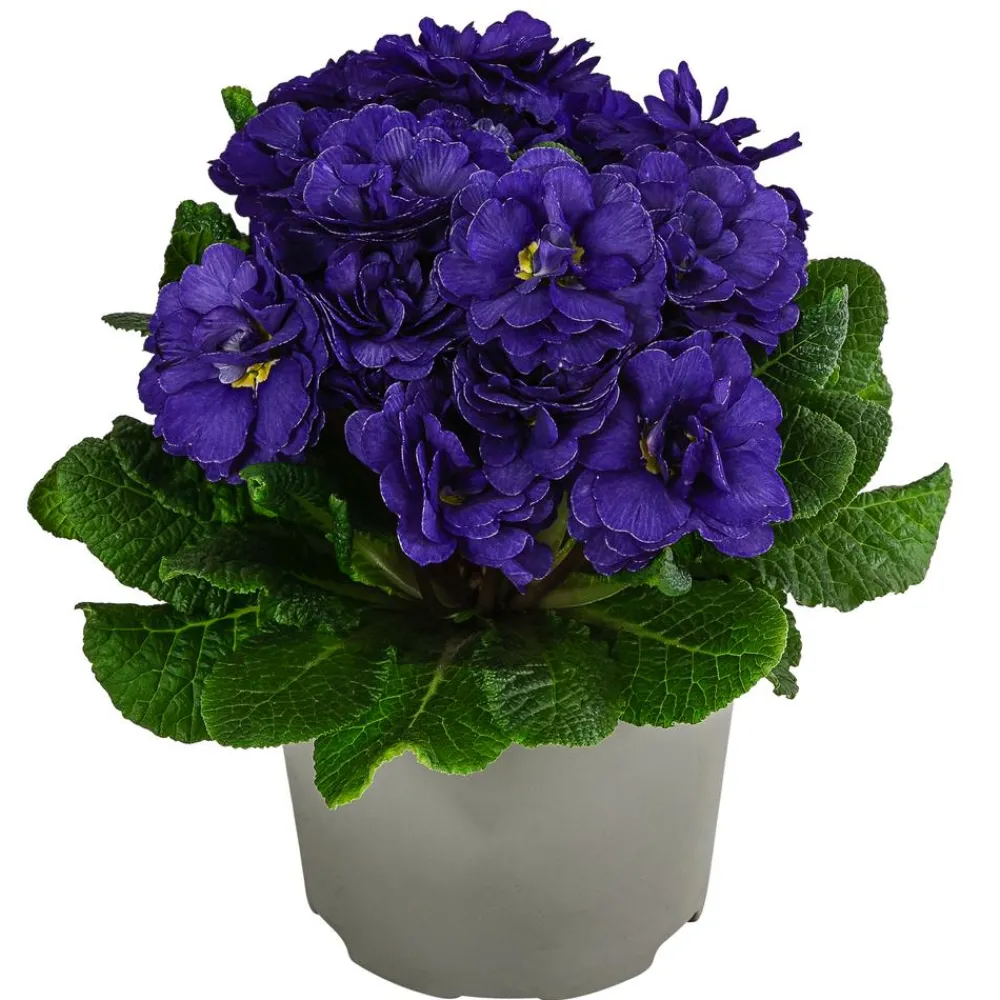 Dehner Grabschmuck & Grabgestaltung > Rosenprimel 'Belarina', verschiedene Farben