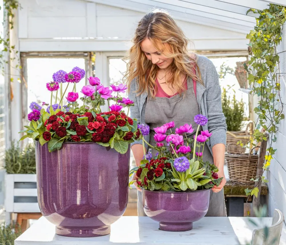 Dehner Grabschmuck & Grabgestaltung > Rosenprimel 'Belarina', verschiedene Farben