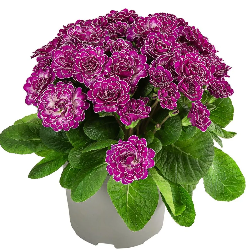 Dehner Grabschmuck & Grabgestaltung > Rosenprimel 'Belarina', verschiedene Farben