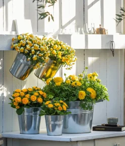 Dehner Grabschmuck & Grabgestaltung > Rosenprimel 'Belarina', verschiedene Farben