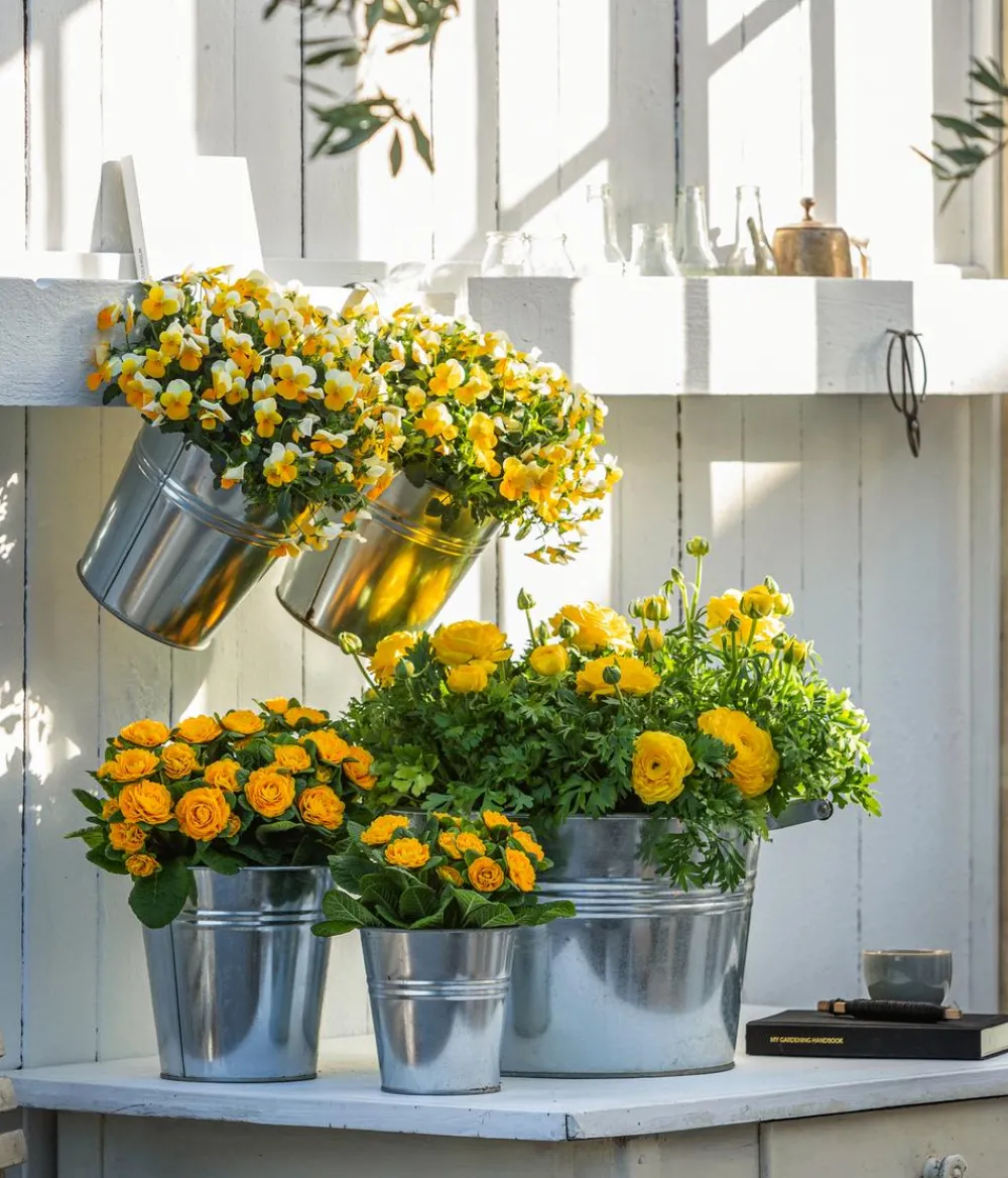 Dehner Grabschmuck & Grabgestaltung > Rosenprimel 'Belarina', verschiedene Farben
