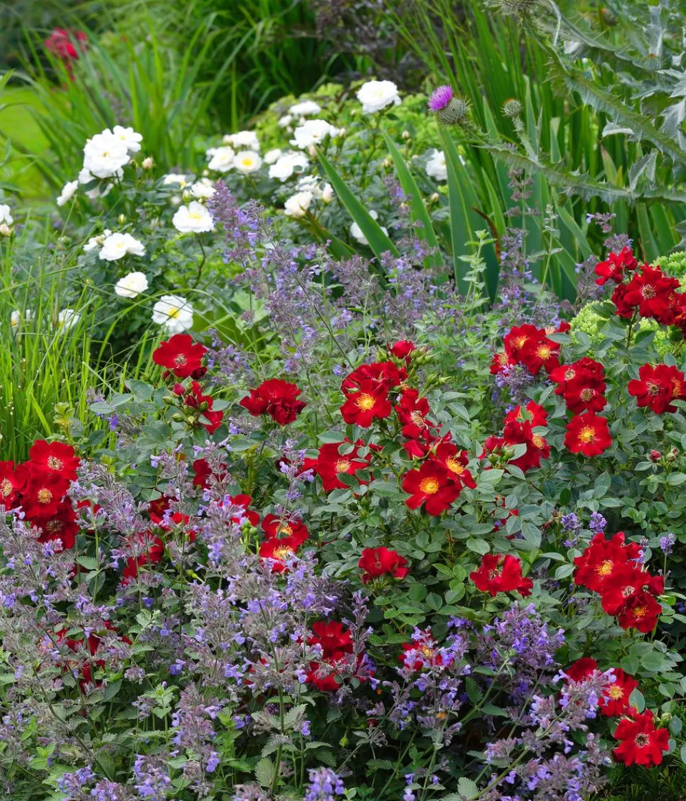 Dehner Sträucher- & Rosen-Sets|Rosen - Rosen-Set Insektenfreundlich, 3-teilig