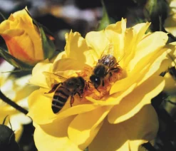 Dehner Sträucher- & Rosen-Sets|Rosen - Rosen-Set Insektenfreundlich, 3-teilig