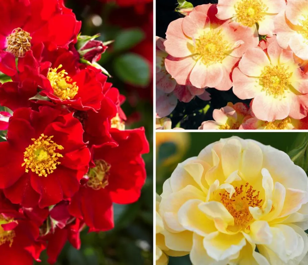 Dehner Sträucher- & Rosen-Sets|Rosen - Rosen-Set Insektenfreundlich, 3-teilig