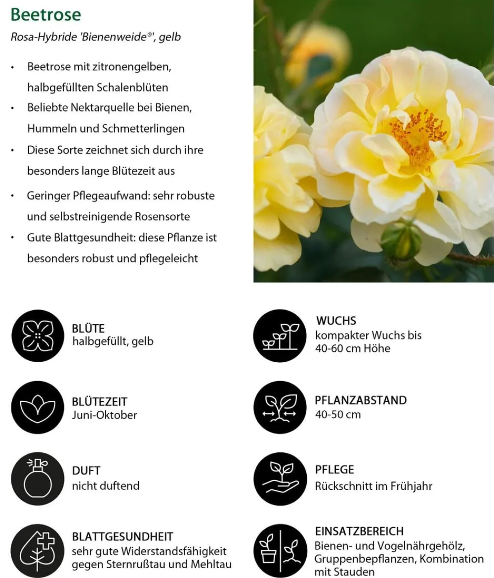Dehner Sträucher- & Rosen-Sets|Rosen - Rosen-Set Insektenfreundlich, 3-teilig