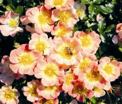 Dehner Sträucher- & Rosen-Sets|Rosen - Rosen-Set Insektenfreundlich, 3-teilig