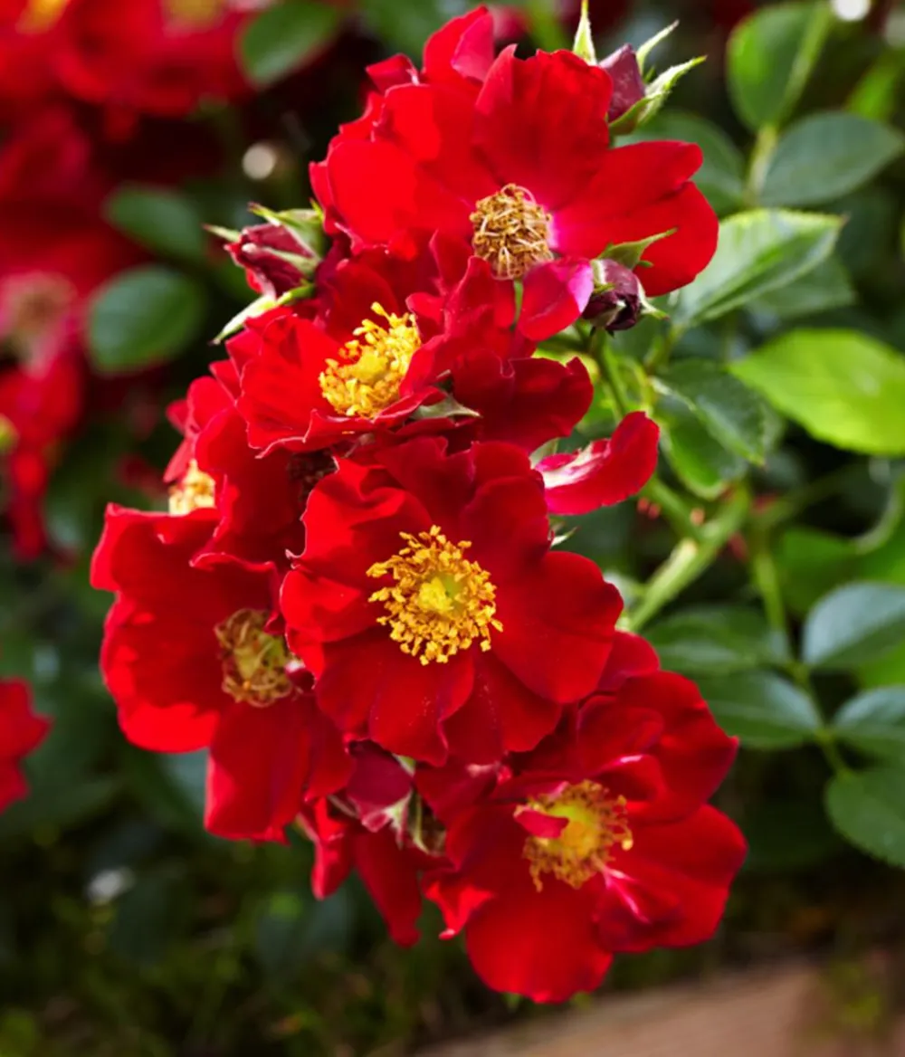 Dehner Sträucher- & Rosen-Sets|Rosen - Rosen-Set Insektenfreundlich, 3-teilig