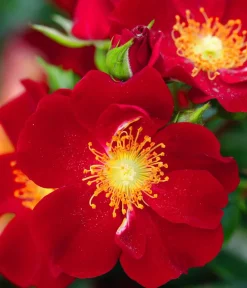 Dehner Sträucher- & Rosen-Sets|Rosen - Rosen-Set Insektenfreundlich, 3-teilig