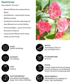 Dehner Rosen - Rose 'The Fairy®', Stämmchen Rosa