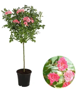 Dehner Rosen - Rose 'The Fairy®', Stämmchen Rosa