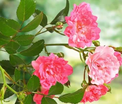 Dehner Rosen - Rose 'The Fairy®', Stämmchen Rosa