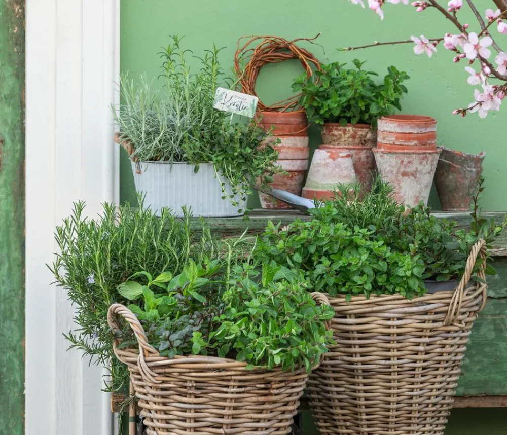 Dehner Garten- & Heilkräuter|Küchenkräuter - Rosmarin Grün