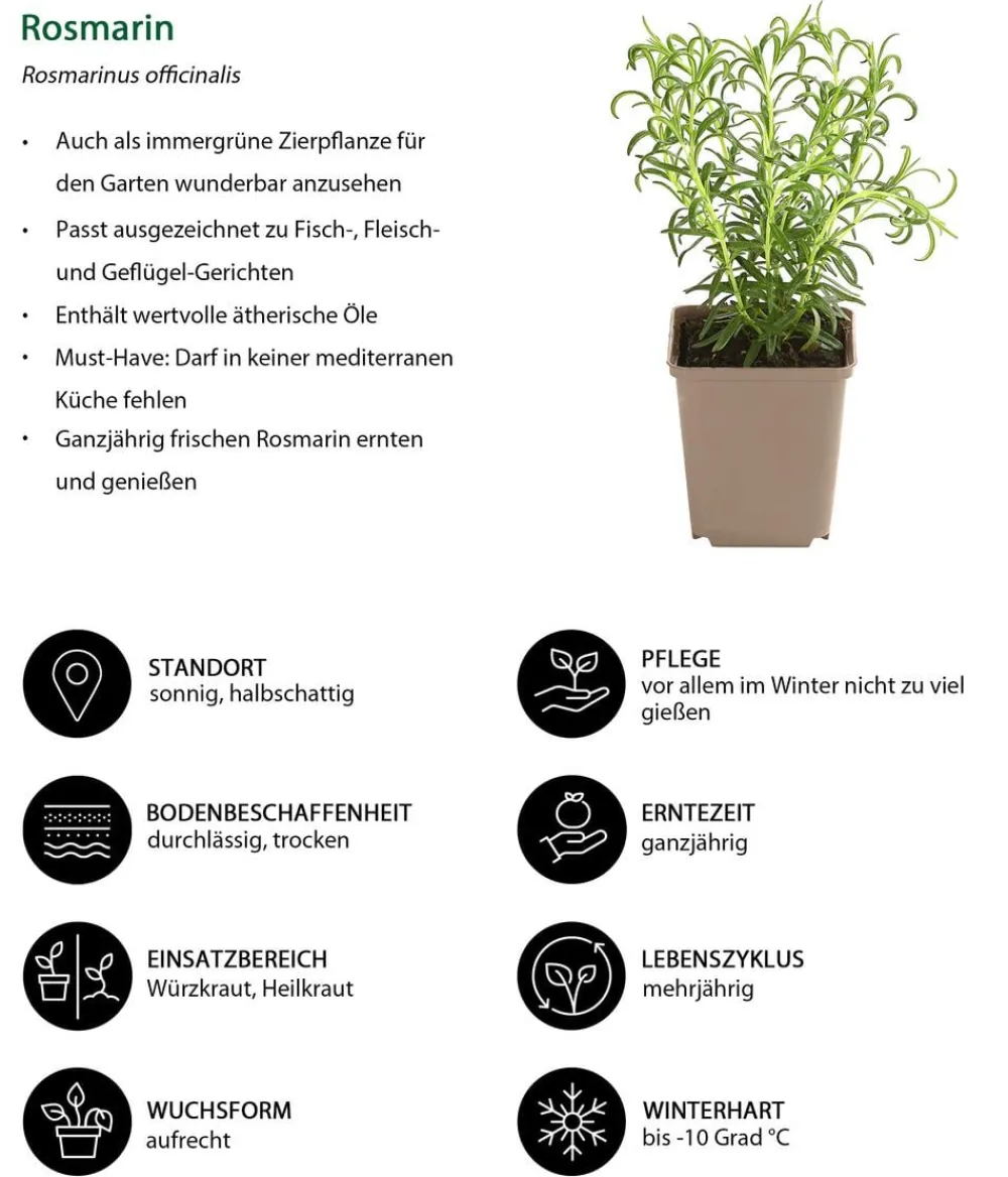 Dehner Garten- & Heilkräuter|Küchenkräuter - Rosmarin Grün