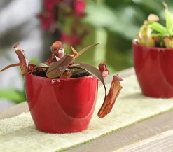 Dehner Rotblättrige Kannenpflanze - Nepenthes Discount