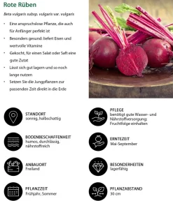 Dehner Gartengemüse > e Bete, e Rüben, 12er Schale