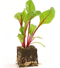 Dehner Gartengemüse > e Bete, e Rüben, 12er Schale