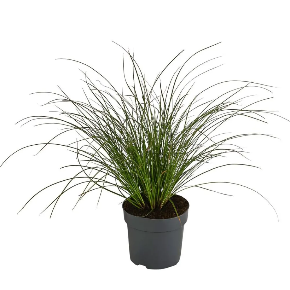 Dehner Gräser > Rote Garten-Segge 'Prairie Fire'