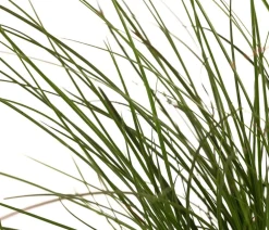 Dehner Gräser > Rote Garten-Segge 'Prairie Fire'
