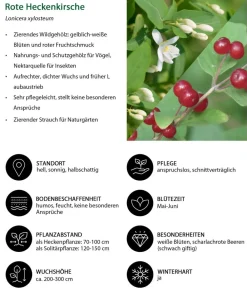 Dehner Natura Premium Laubgehölze|Heckenpflanzen - Rote Heckenkirsche Weiß