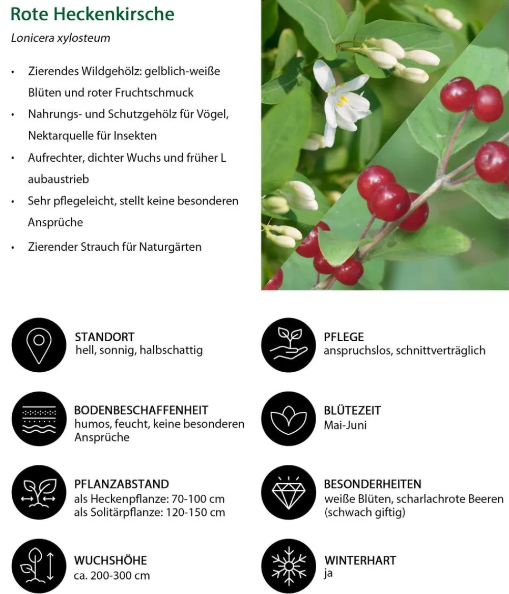 Dehner Natura Premium Laubgehölze|Heckenpflanzen - Rote Heckenkirsche Weiß