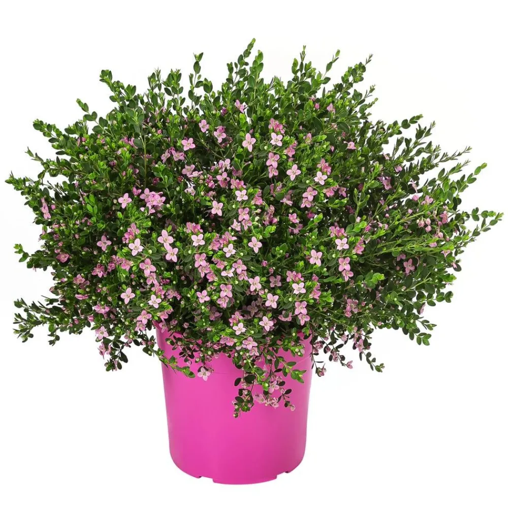 Dehner Rote Korallenraute Rosa Best