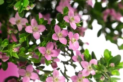 Dehner Rote Korallenraute Rosa Best