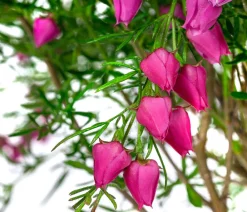 Dehner Terrassenpflanzen - Rote Korallenraute, Stämmchen Pink