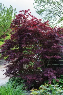 Dehner Laubgehölze > er Fächerahorn 'Atropurpureum'