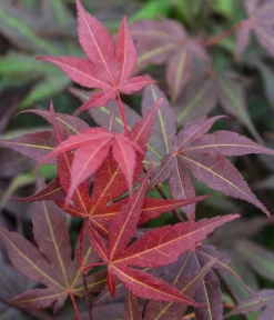 Dehner Laubgehölze > er Fächerahorn 'Atropurpureum'