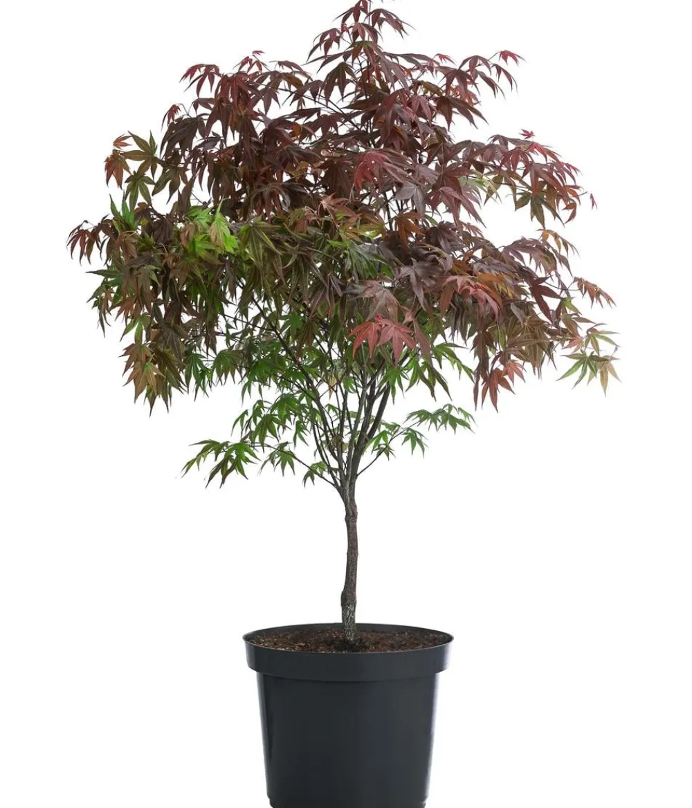 Dehner Laubgehölze > er Fächerahorn 'Atropurpureum'