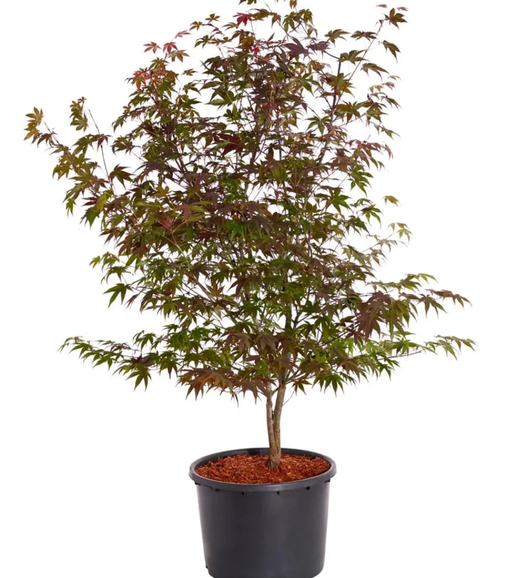 Dehner er Fächerahorn 'Atropurpureum' Rot Clearance