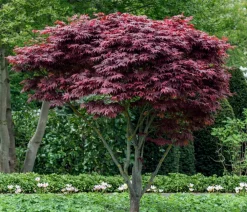 Dehner Laubgehölze - er Fächerahorn 'Atropurpureum' Rot