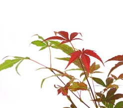 Dehner Laubgehölze - er Fächerahorn 'Atropurpureum' Rot
