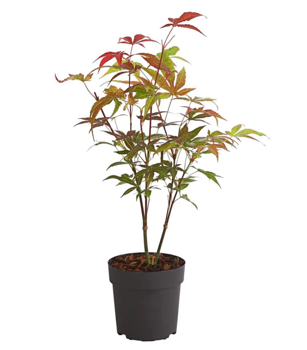 Dehner Laubgehölze - er Fächerahorn 'Atropurpureum' Rot