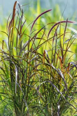 Dehner Gräser > Rotes Lampenputzergras 'Summer Samba'