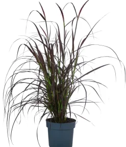 Dehner Gräser > Rotes Lampenputzergras 'Summer Samba'