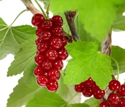 Dehner e Säulenjohannisbeere Rot Clearance