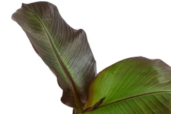Dehner Terrassenpflanzen - Rote Zierbanane 'Maurelii'