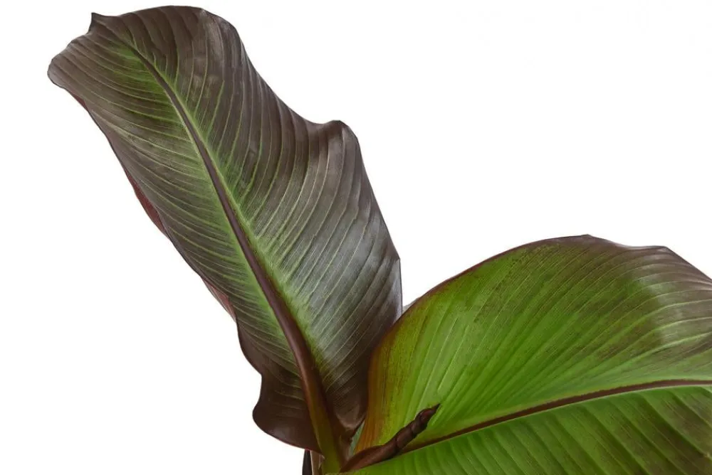 Dehner Terrassenpflanzen - Rote Zierbanane 'Maurelii'