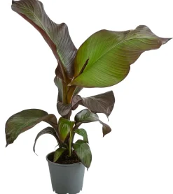 Dehner Terrassenpflanzen - Rote Zierbanane 'Maurelii'