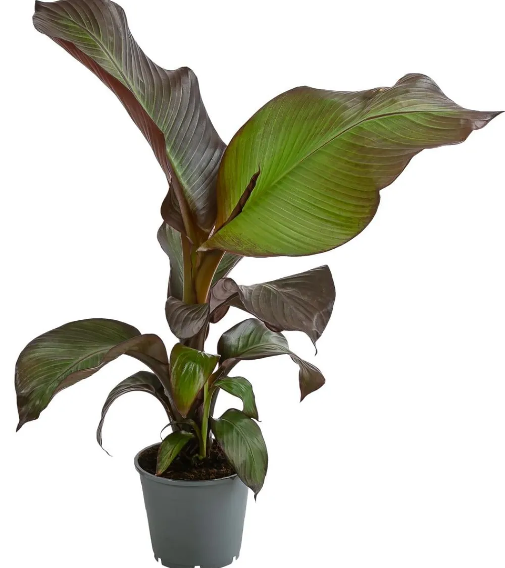 Dehner Terrassenpflanzen - Rote Zierbanane 'Maurelii'