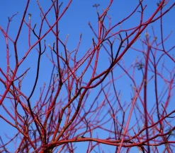 Dehner holziger Hartriegel 'Sibirica' Sale