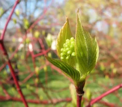 Dehner holziger Hartriegel 'Sibirica' Sale