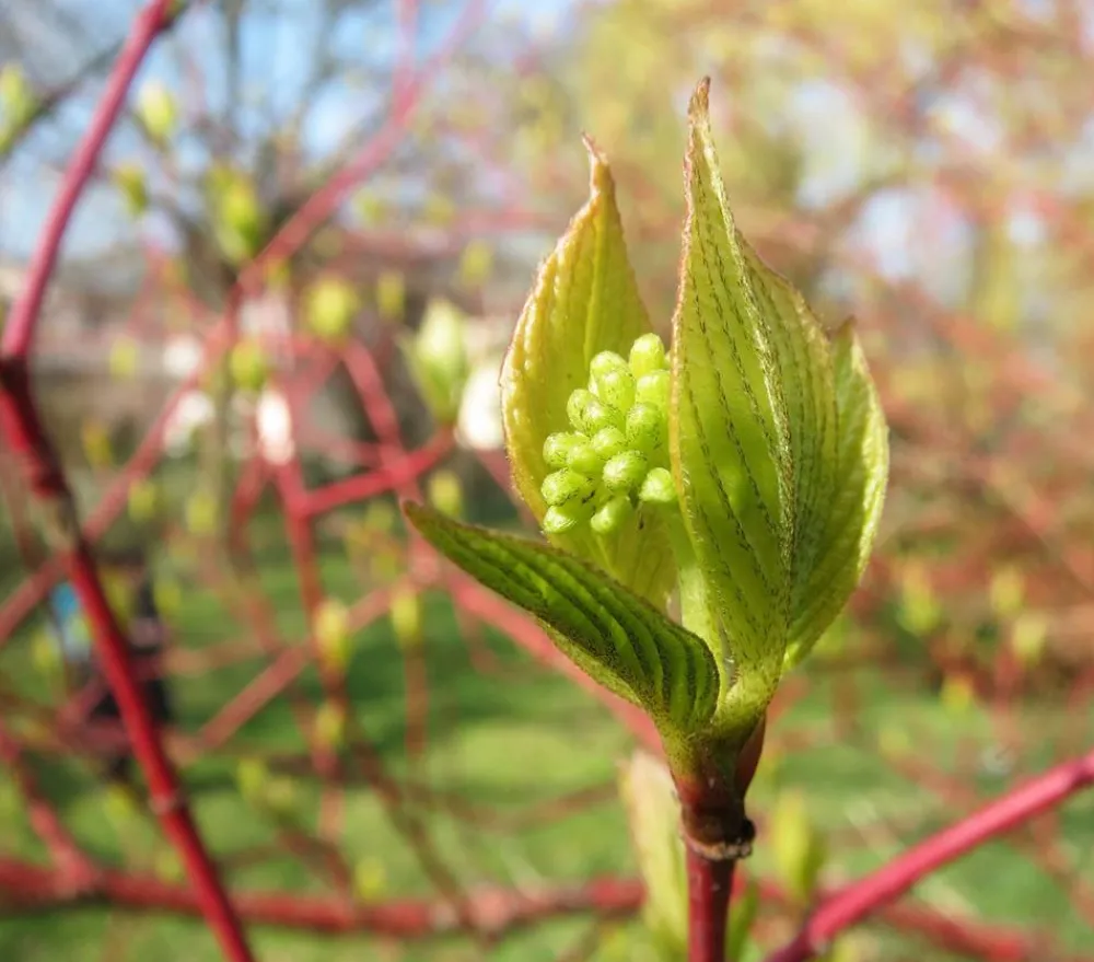 Dehner holziger Hartriegel 'Sibirica' Sale