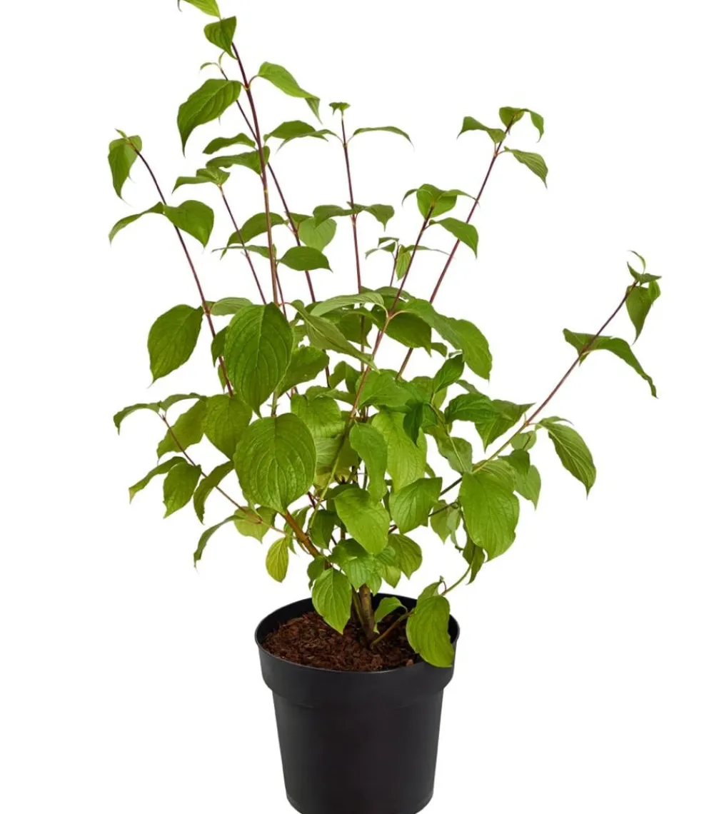 Dehner holziger Hartriegel 'Sibirica' Sale