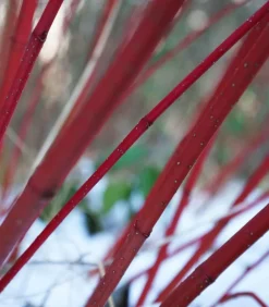 Dehner holziger Hartriegel 'Sibirica' Sale