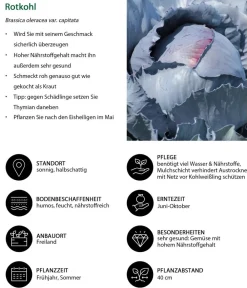 Dehner Kohl- & Salatpflanzen > Rotkohl, 6er Schale