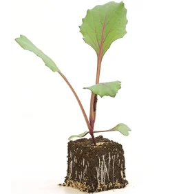 Dehner Kohl- & Salatpflanzen > Rotkohl, 6er Schale